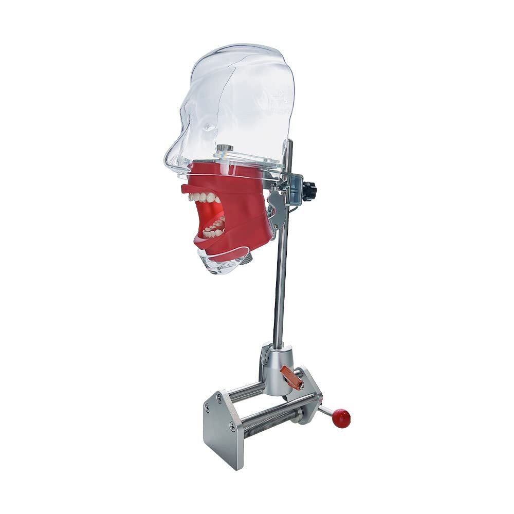 Dental Simulator Phantom Head for Dentist Education Teaching Practicing OralMold