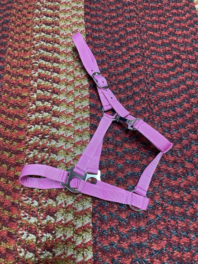 New Pink Pony Halter