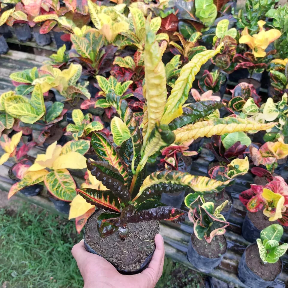Codiaeum Variegatum Croton Derik Free Phytosanitary