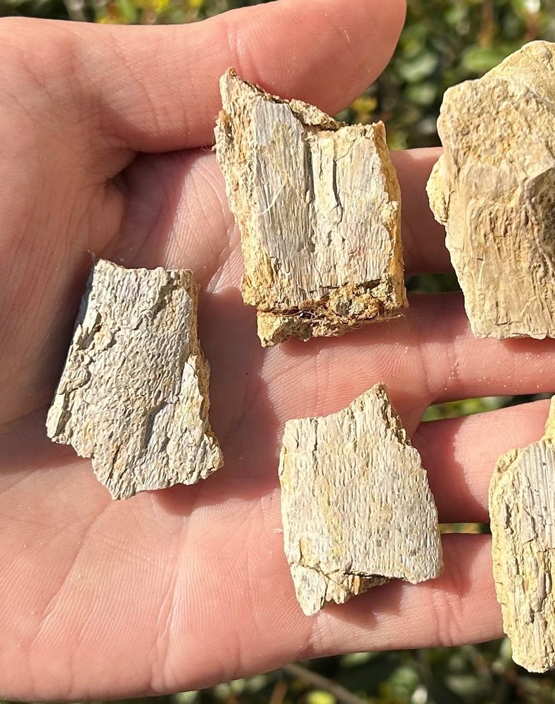 Fossil Marine Bones Lot Texas Cretaceous Dinosaur Bones