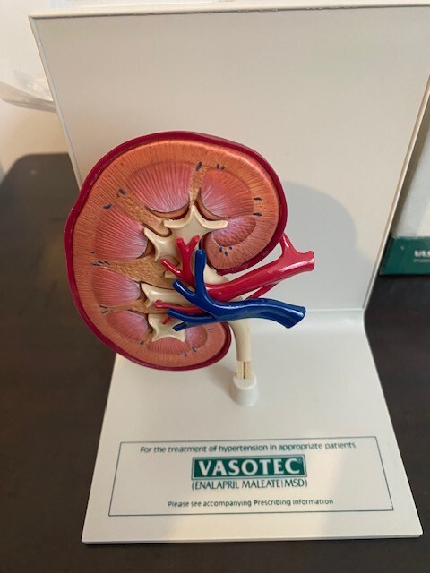Drug Pharmaceutical Vasotec Kidney Model