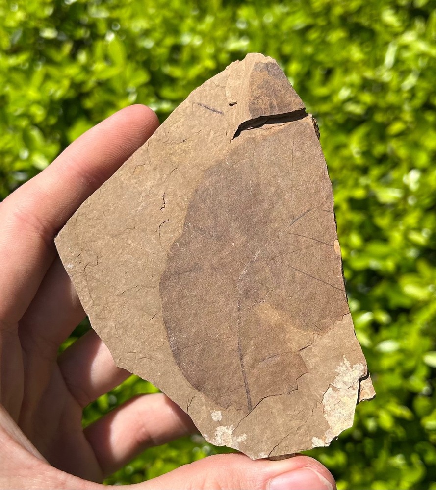 Leaf Fossil Matrix McAbee Shale Canada Eocene Leaves Cache Creek Kamloops