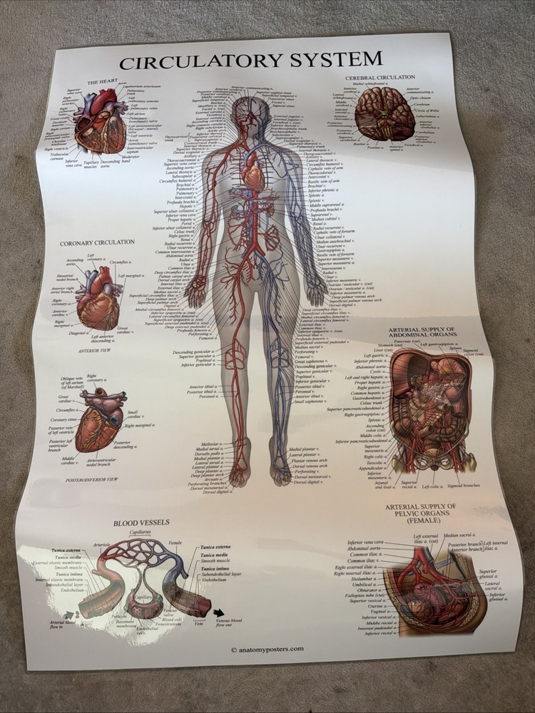 Circulatory System Laminated 2-Sided Poster 26.5” X 17.5”