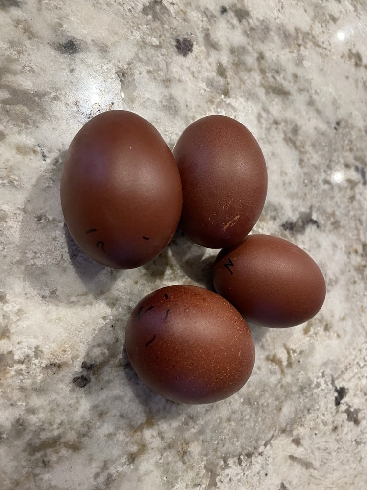 1 Dozen Black Copper Marans Hatching Eggs!