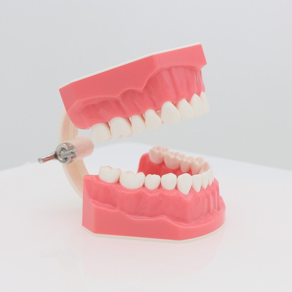 US Dental Typodont Demo Teeth Model1:1 Brushing Flossing Teaching Practice Study