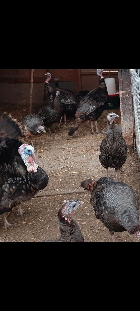 12 Eastern Wild Turkey Hatching Eggs