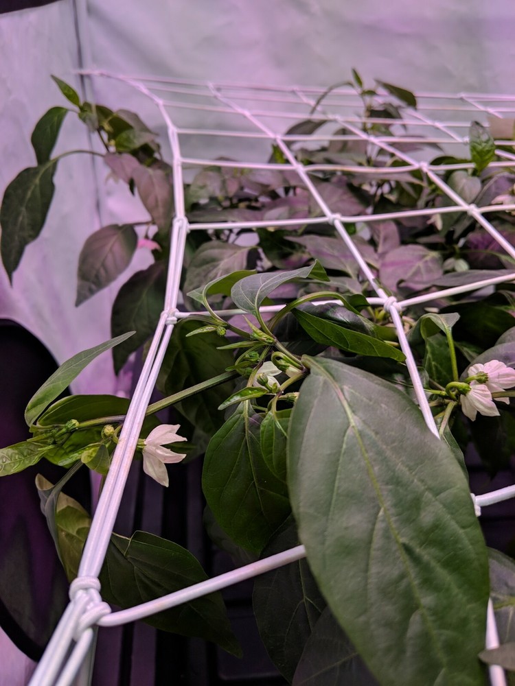 Single 4" flexible trellis net