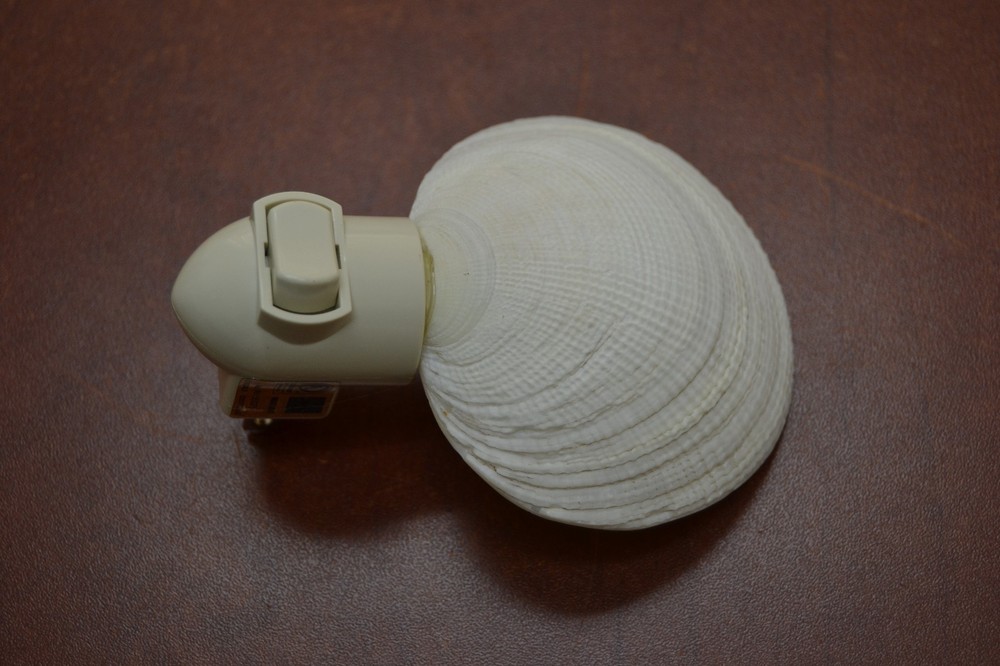 CODACKIA TIGERENA SEA SHELL NIGHTLIGHT