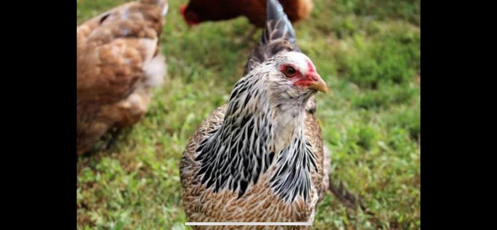 Prairie Blue Bell Hatching Eggs 12