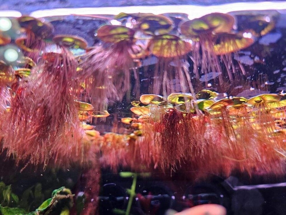 Red Root Floater (Phyllanthus Fluitans) - 5 Pack