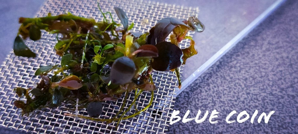 Bucephalandra blue coin 7cm rhizome