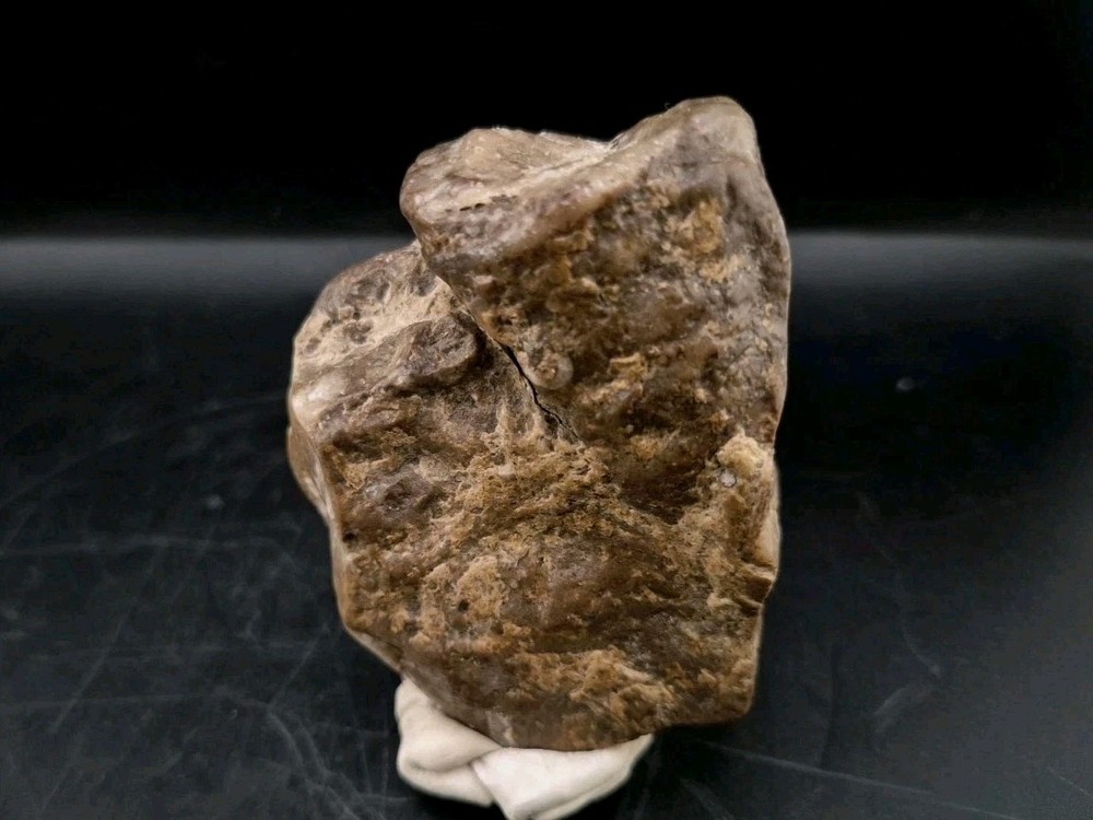Egg Fossil Reptile 🦎 Permineralized