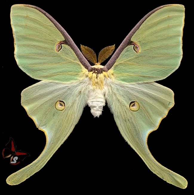Actias luna,UNMOUNTED moth