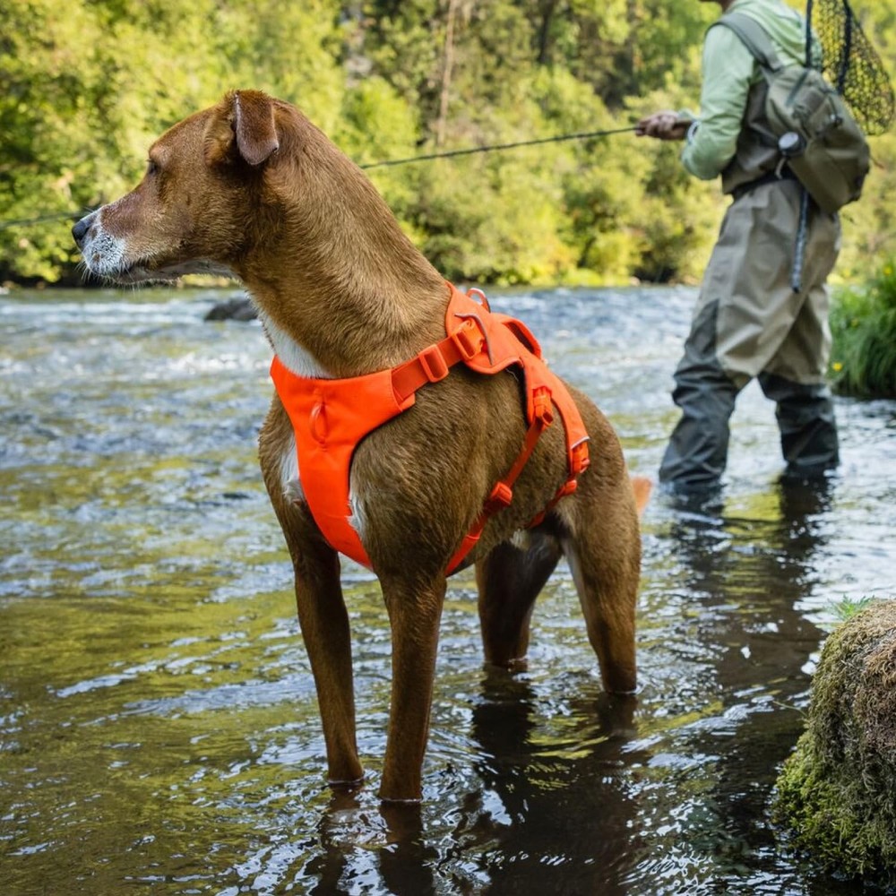 , Web Master, Multi-Use Support Dog Harness, Hiking and Trail Running, Servic...