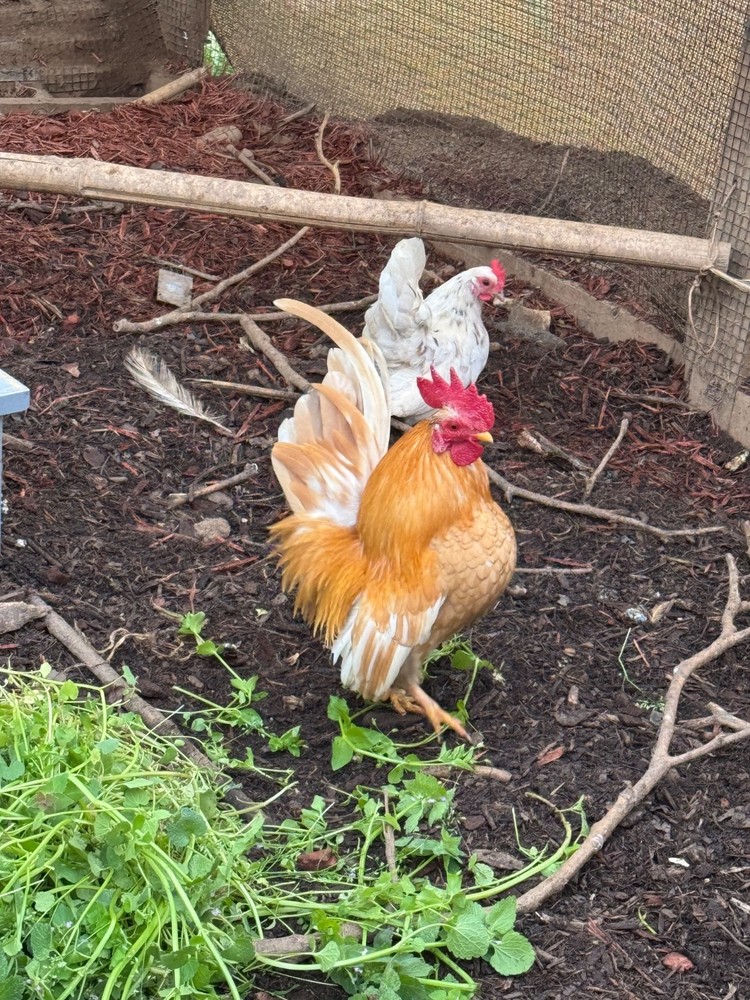 12+ 2 small Quality Serama Chicken Hatching Eggs