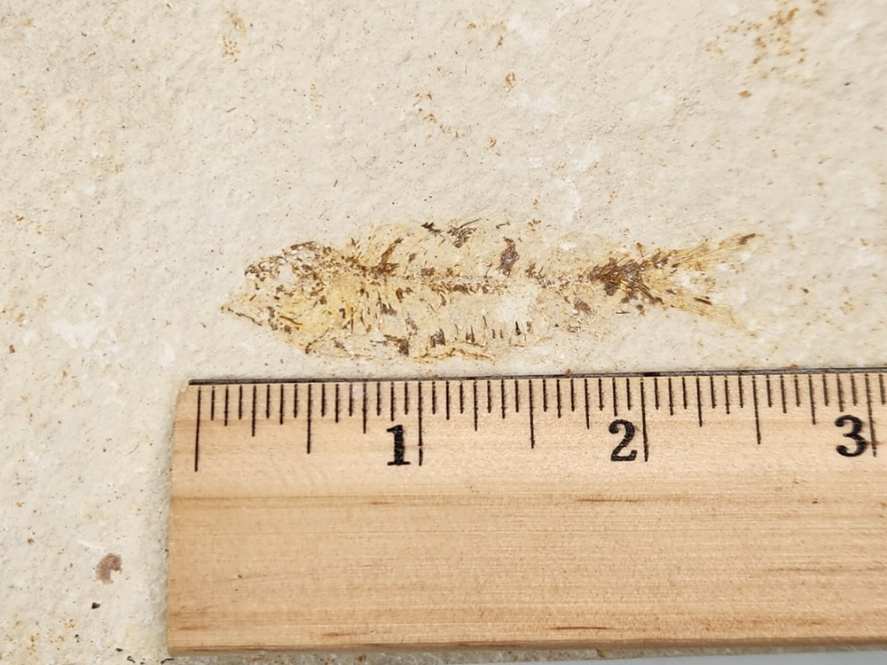Knightia eocaena Fossil Fish - Green River Fm. - Split Fish Layer - WY - Eocene