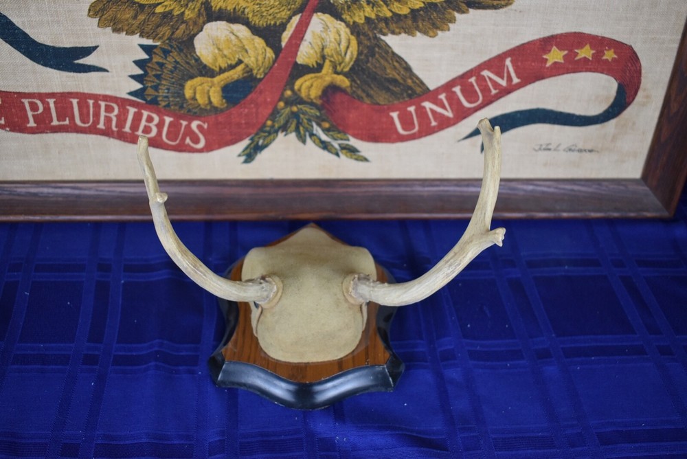 Plaque Mounted Antlers