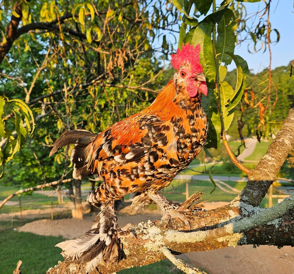 4 Mille Fleur D'Uccle Bantam Hatching Eggs