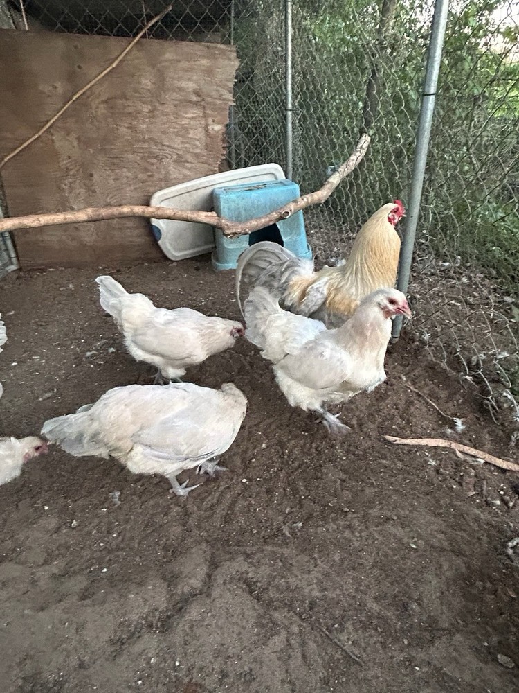 12+ Isabel AMERAUCANA PUREBRED Eggs