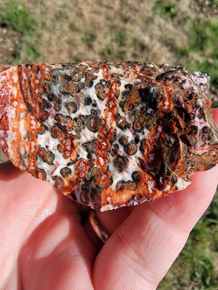 Random Pull Mexican Leopard Skin Rhyolite Rough!