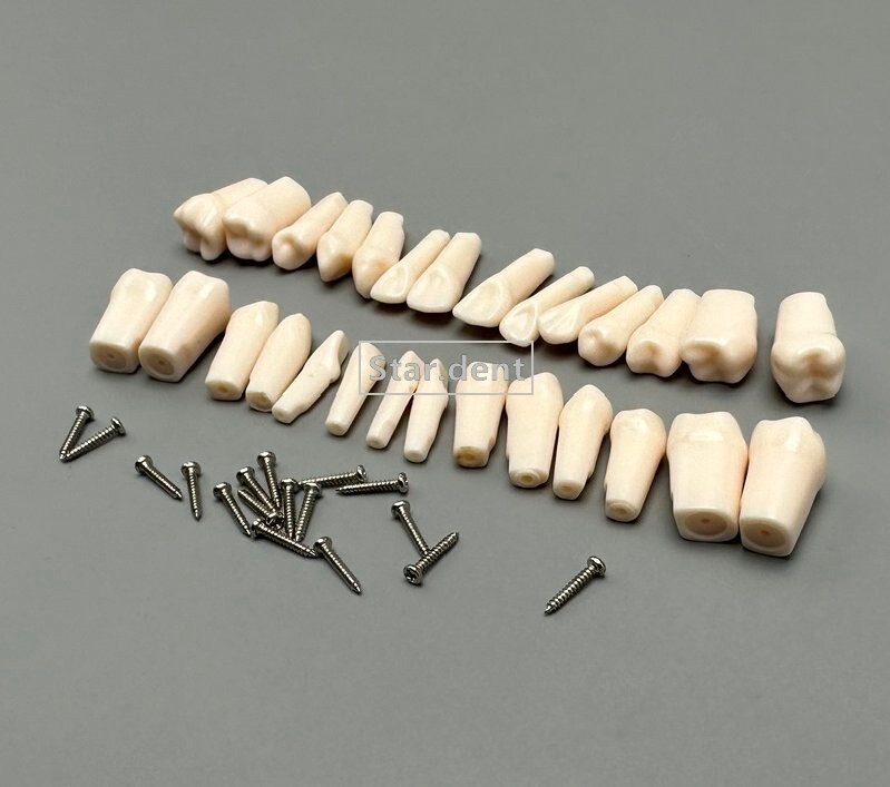 Dental Study Teeth Models Technician Practice Preparation Removable Tooth Nissin