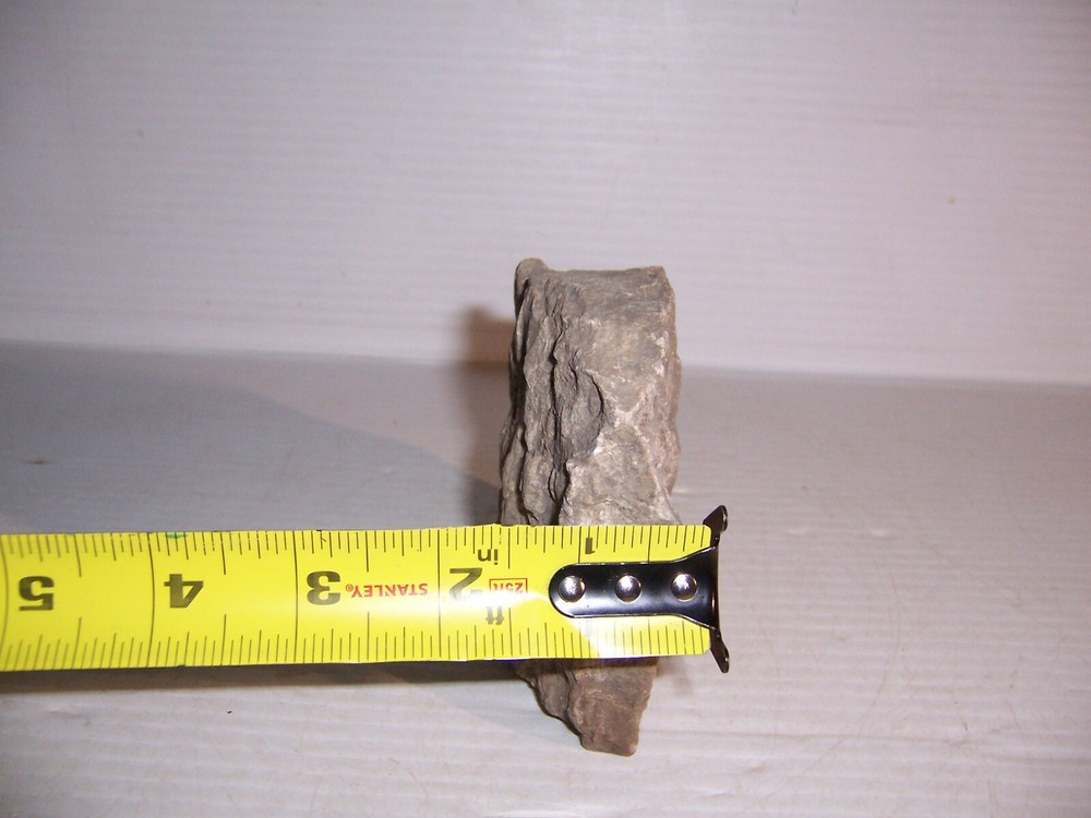 Lepidodendron Mississippian Period Fossilized Tree Root