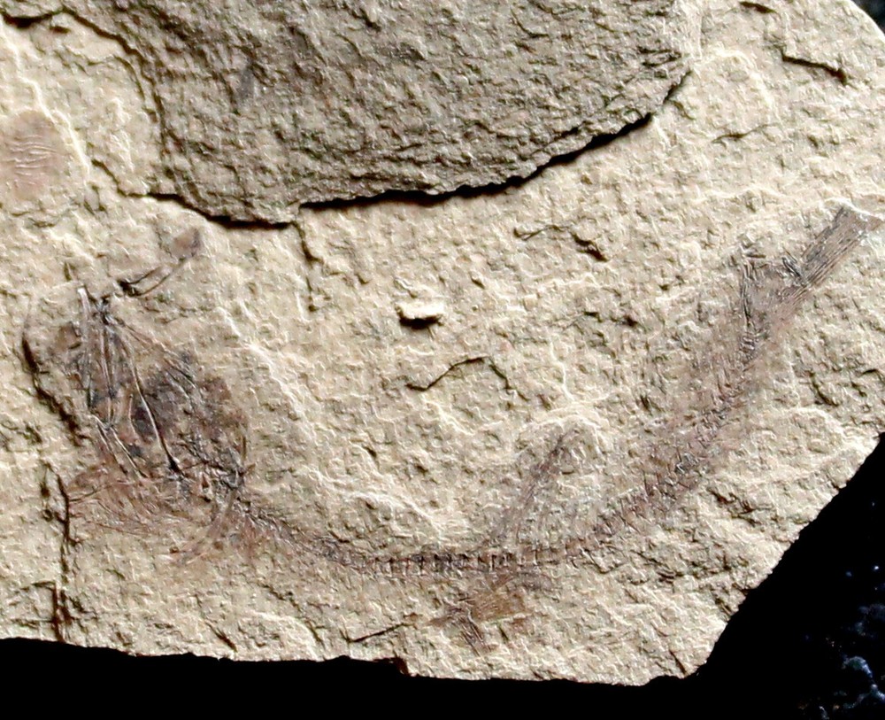 Argentinidae - Oligocene fossil fish