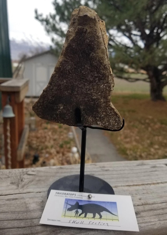 Nice Triceratops Skull Section Fossil Specimen Defined Cretaceous Hell Creek MT
