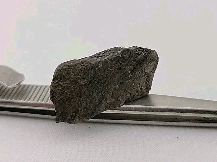 Fossil Dinosaur Permineralized Tooth T-rex 🦖