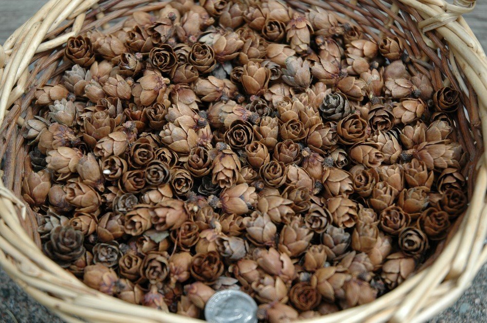 300 TINY TAMARACK REAL PINE CONES  NATURAL