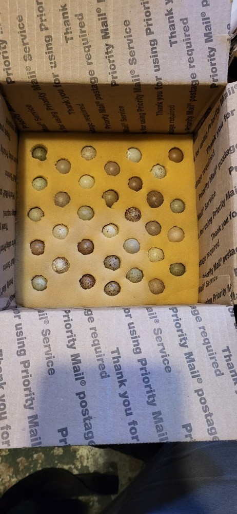 18 ++ Button Quail Hatching Eggs