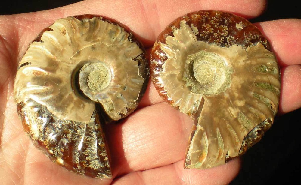 Opalized Ammonite Specimen from Madagascar r976h
