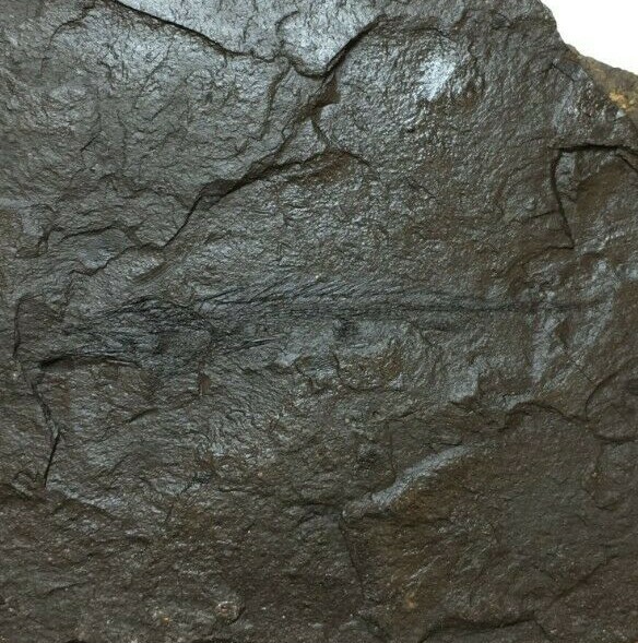 FOSSIL FISH HEMITHIRSITES
