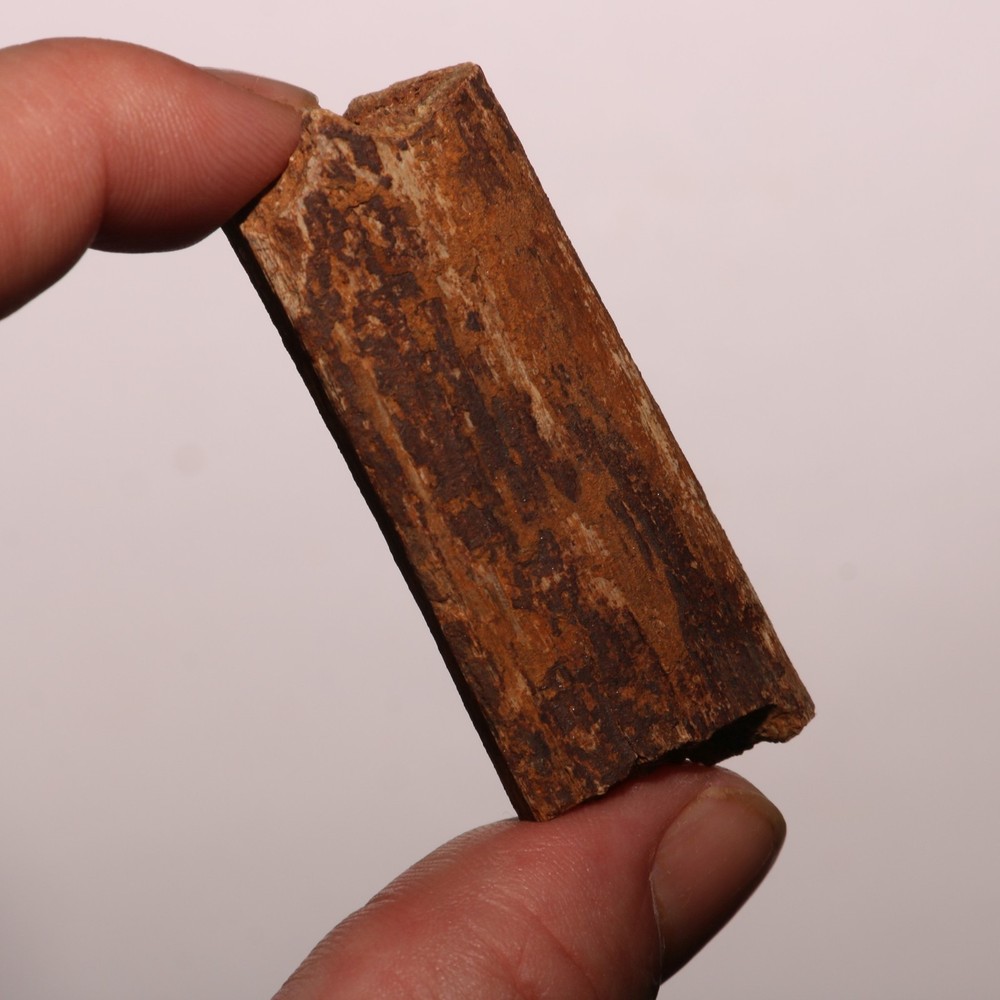 Small Dinosaur Rib Piece - Edmontosaurus - Hell Creek Formation - Cretaceous