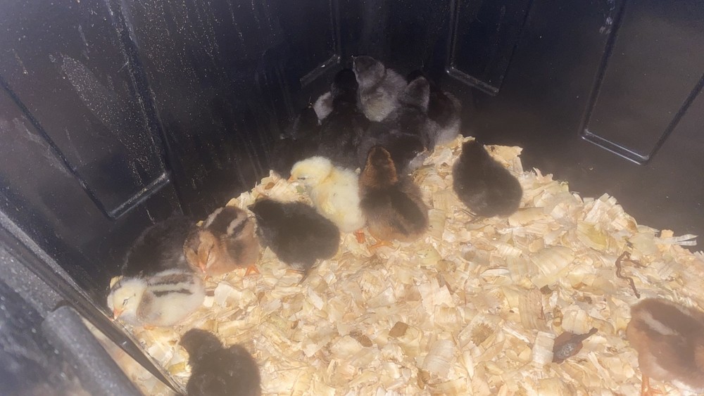 12 Fertilized Chicken eggs for hatching Ermine barnyard mix