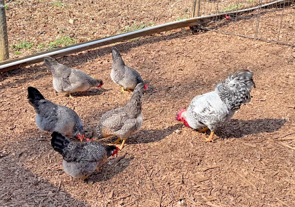 Crested Cream Legbar hatching eggs 6+1