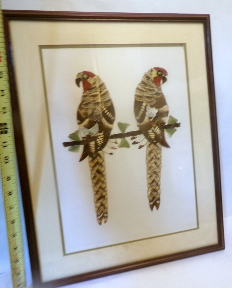 ART BUTTERFLY WING PARROTS Framed