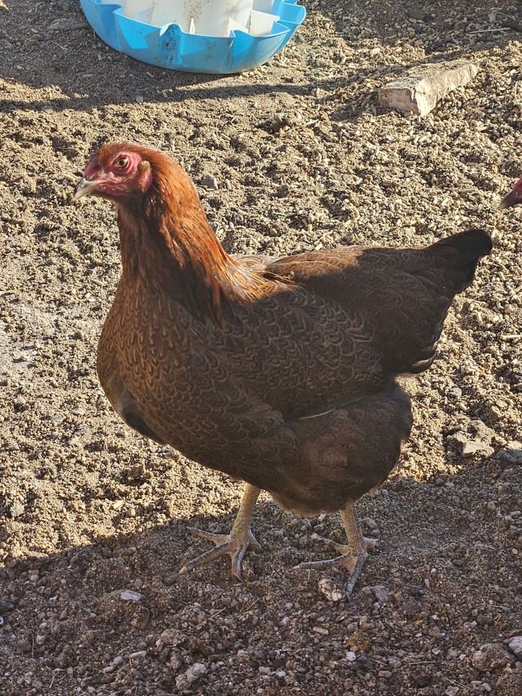 12 + Partridge Chantecler Chicken Hatching Eggs