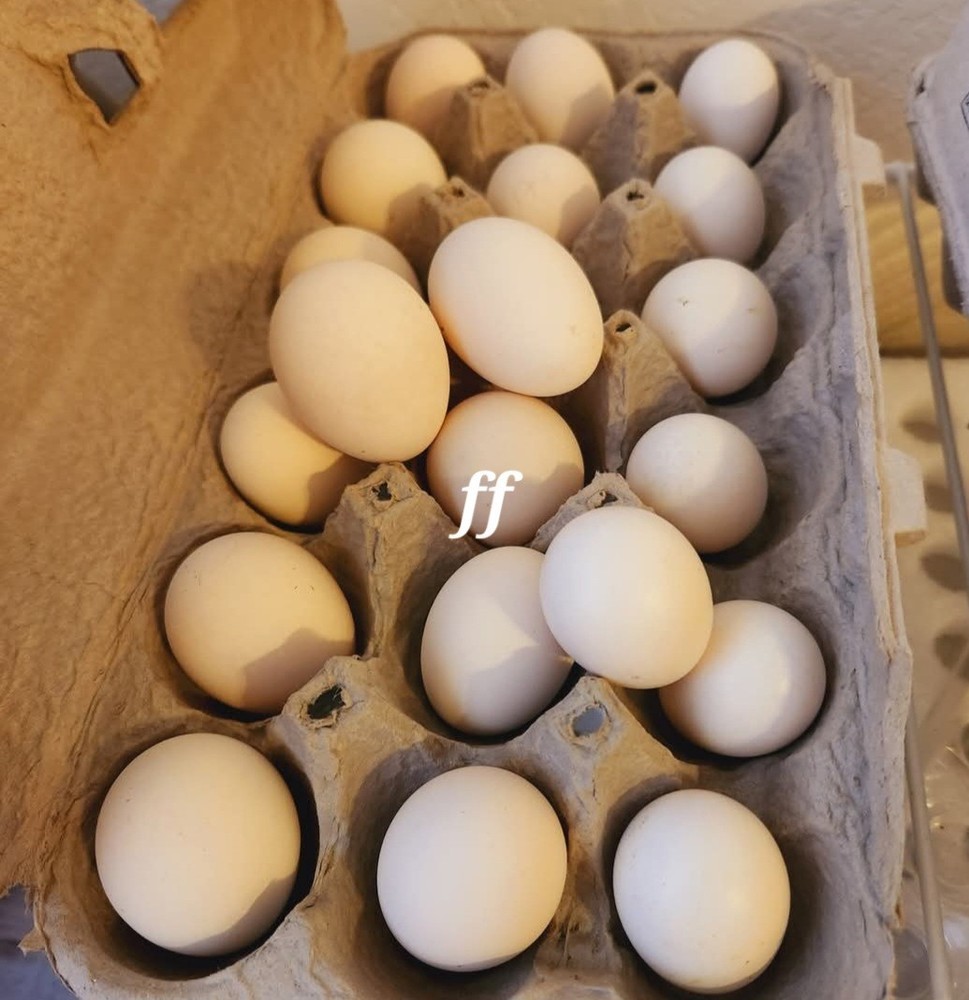 12Serama Hatching Eggs