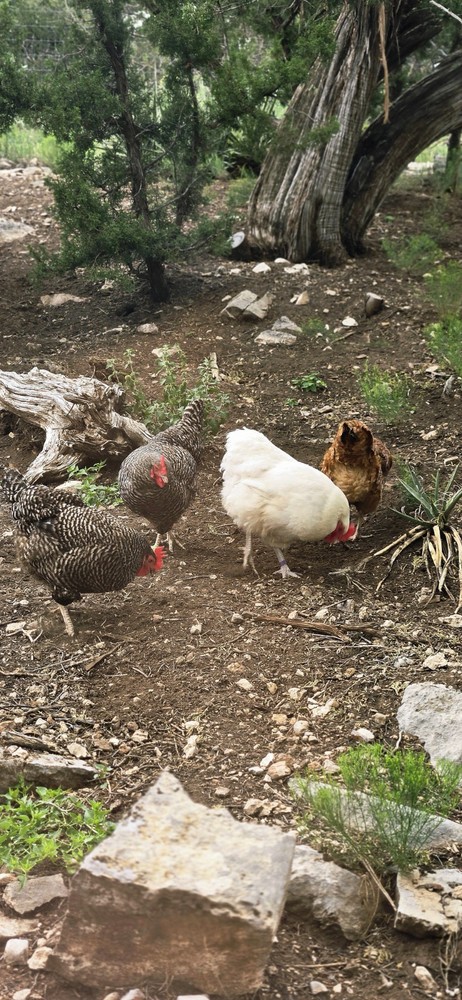 Assorted Chicken & Duck Feathers Natural Molted Craft Feather Mixed Colors Sizes