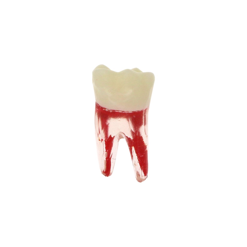 Dental Endodontic Root Canal RCT Practice Endo Teeth Model Pulp Study 7 Sizes