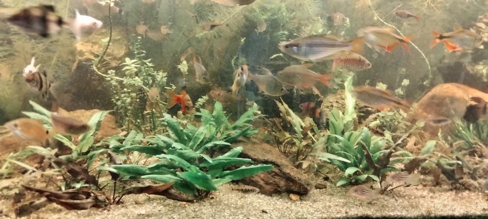 neptunes gardens cryptocoryne wendtii