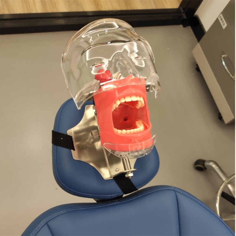 Dental Simulator Manikin Phantom Head Model with Replaceable Teeth Model USSTOCK