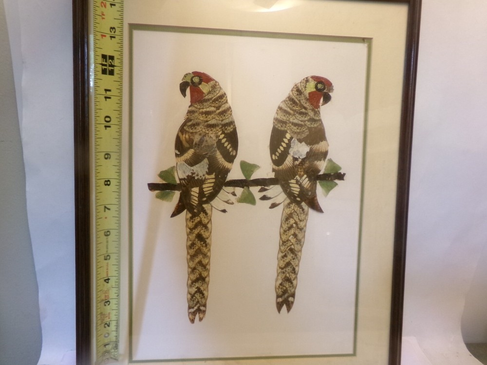 ART BUTTERFLY WING PARROTS Framed