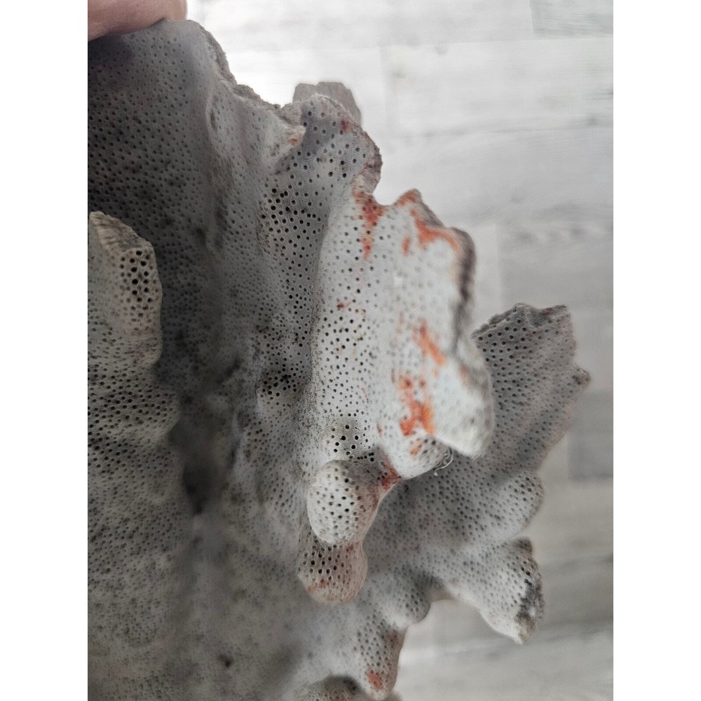 Large Natural Coral Specimen