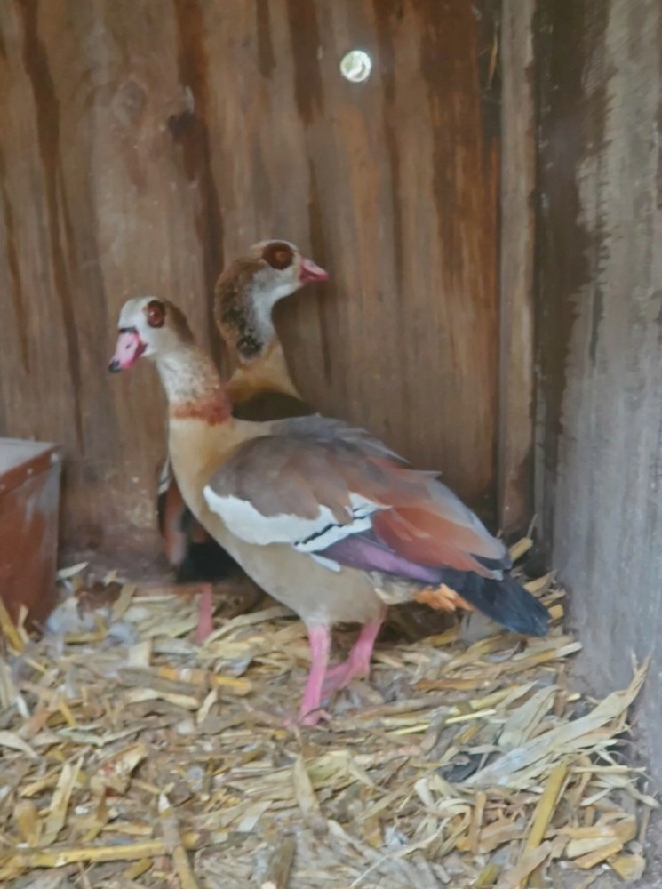 12 Egyptain Geese Hatching Eggs