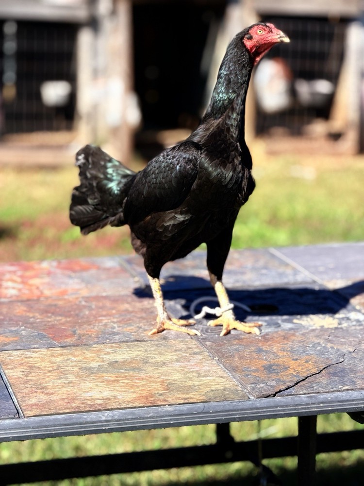 Thai Chicken Hatching eggs