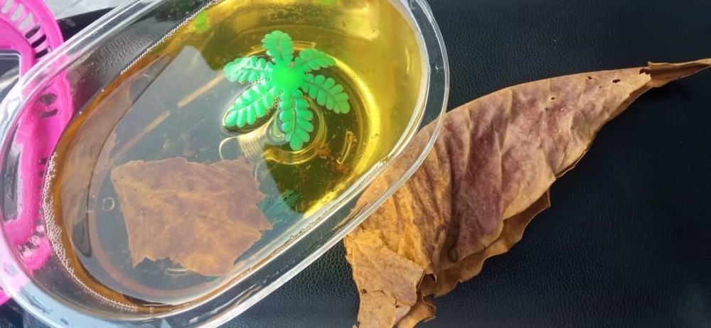 Ketapang Leaf Shrimp Betta Almond Catappa