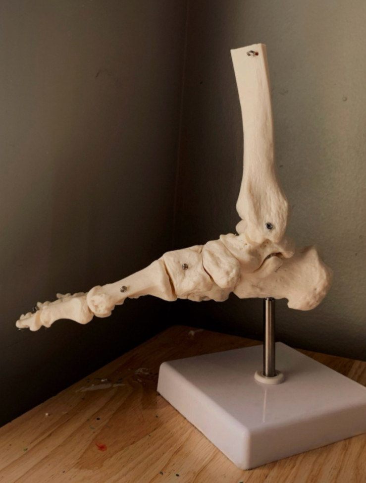 Human Skeletal Anatomy Study Model