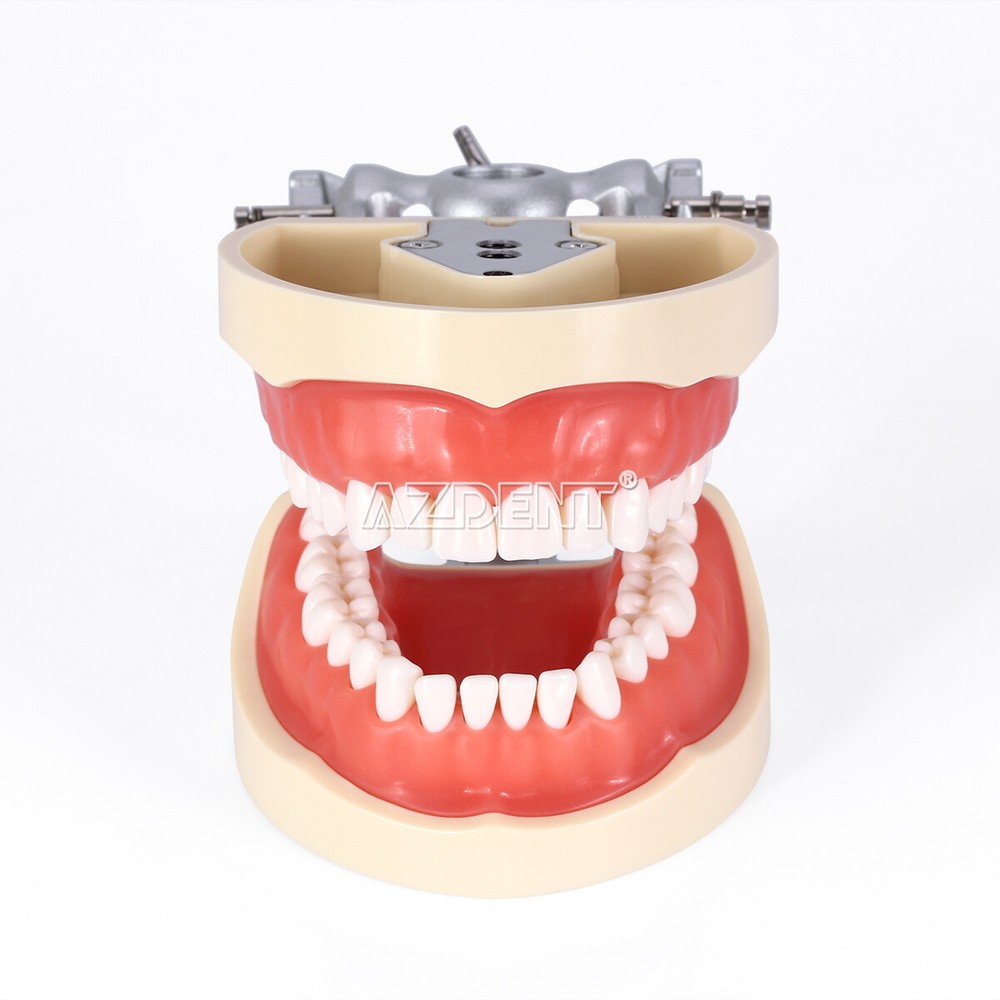 Tooth Modelo de tipodonto dental con dientes extraíbles